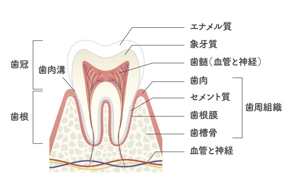 歯の構造｜知覚過敏と虫歯の違いとは？歯がしみる原因と見分け方｜渋谷の歯医者なら渋谷マロン歯科Tokyo