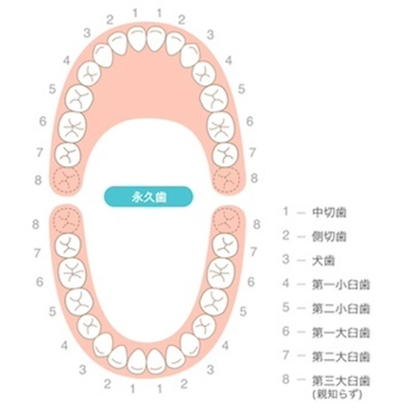 歯列のイメージ画像｜親知らずが横向きに生えてきたら？放置は禁物！知っておきたいリスク｜渋谷の歯医者「渋谷マロン歯科Tokyo」